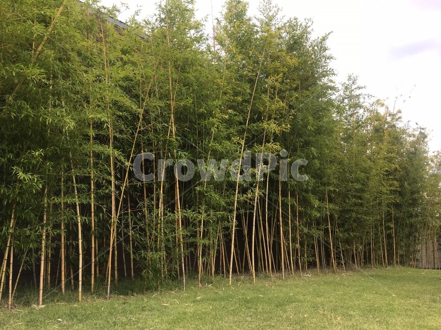 대나무,나무,산책,대나무잎,잔디,자연,풍경,nature,landscape,plant,식물,bamboo