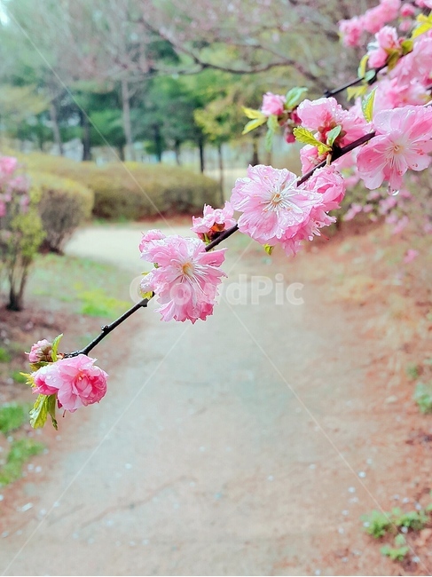 겹벚꽃,공원,산책,봄,분홍벚꽃,식물,자연,plants,nature,꽃,flower