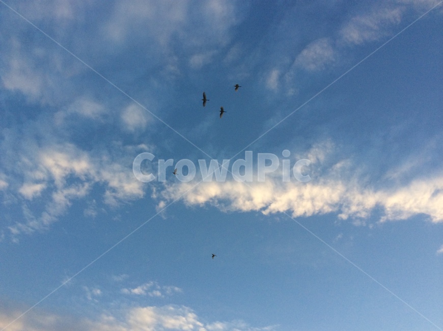 새,하늘,철새,날아가는새,새무리들,자연,풍경,nature,landscape,adventure,모험,leisure activities,레저 활동,flying,나는,animal,동물,bird,gliding,활공