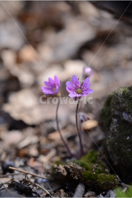 봄,꽃,봄꽃,노루귀,야생화,spring,flower,closeup,접사,근접촬영,봄,계절,spring,season,식물,자연,plants,nature,꽃,flower,geranium,제라늄,plant,blossom