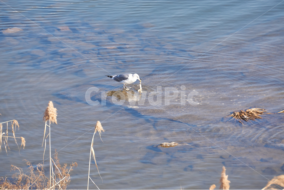하천,중랑천,청계천,갈매기,조류,한강,새,동물,자연,야생동물,야생,animal,bird,nature,동물,animal,조류,새,birds