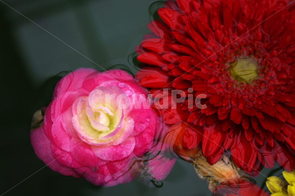 꽃,식물,flower,plant,color,식물,자연,plants,nature,꽃,flower