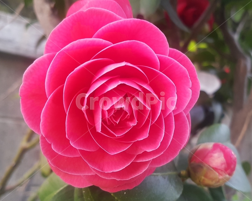 꽃,동백,동백꽃,예쁜,겨울꽃,식물,자연,plants,nature,꽃,flower