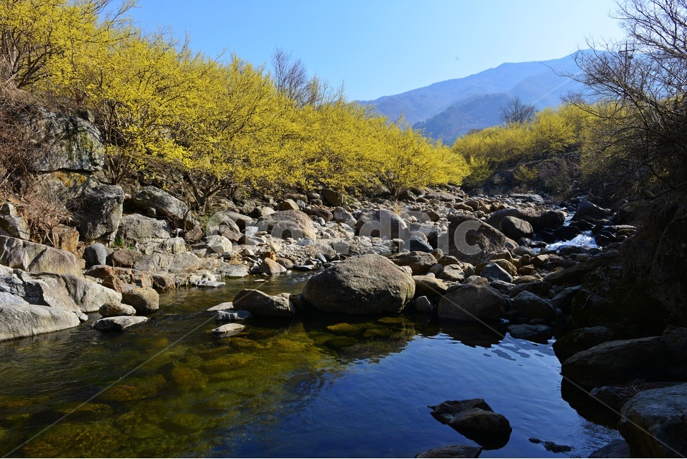 전남,구례,산동,산수유마을,산동산수유마을,산수유,산수유꽃,봄꽃,봄,계절,노랑꽃,mountain,산,mountainrange,산맥,nature,자연,outdoors,옥외,water,물,자연,풍경,nature,landscape