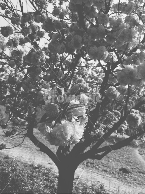 분홍꽃,분홍,나무,자연,야외,pink,tree,nature,outdoor,식물,자연,plants,nature,꽃,flower,흑백,모노톤,monochrome,black and white