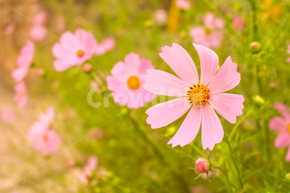 코스모스,가을,핑크,핑크색,꽃,pink,식물,flower,자연,nature,plant,가을꽃