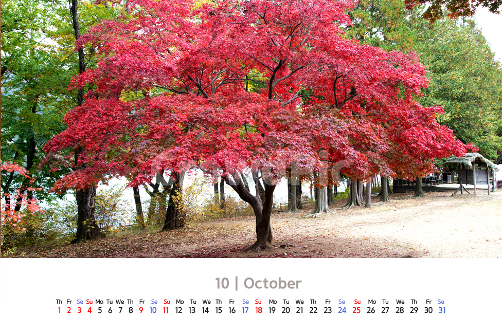 달력,2020년도,2020,날짜,요일,공휴일,월,화,수,목,금,토,일,1주간,일주일,주일,카렌다,10월,자연,배경,단풍,단풍잎,잎,가을,단풍나무,식물,나뭇잎,빨간색,빨강색,레드,붉은,떨어짐,물들은,붉게,아름다운,낙엽,야외,나무,나뭇가지,계절,그늘,풍경,가을,계절,fall,autumn,season