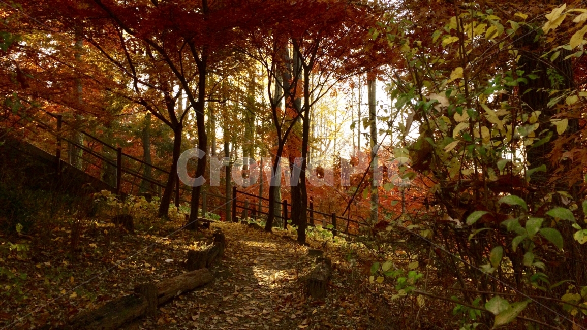 가을,단풍,낙엽,가을풍경,숲속,산,등산,여행,남산,언덕,나무,가을나무,빨간,노란,가을,계절,fall,autumn,season,자연,풍경,nature,landscape,식물,plants,나무,trees,wood,ground,바닥,tree,plant