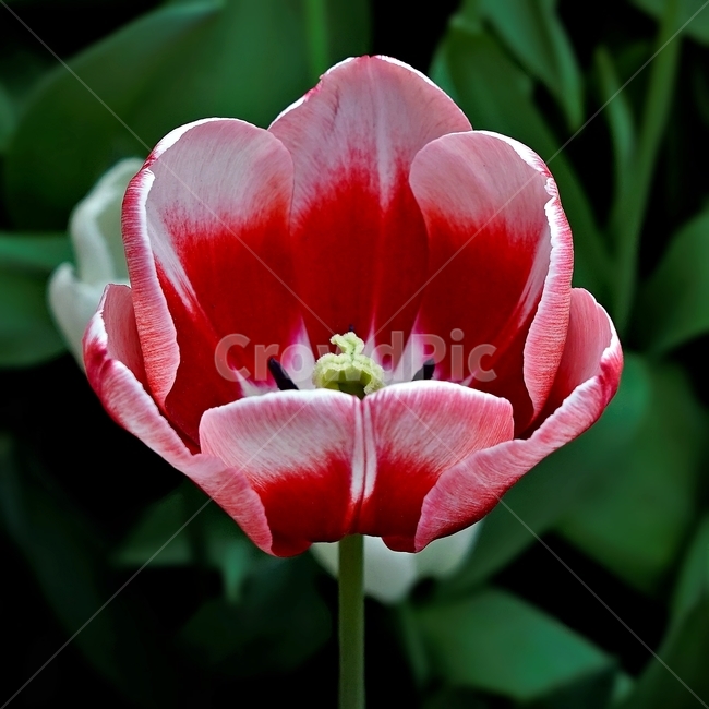 튤립,봄,bloom,꽃,식물,자연,화사함,꽃향기,tulip,colorful,floral,flower,gardenflowers,happymind,life,nature,plant,spring봄,spring,식물,자연,plants,nature,꽃,flower