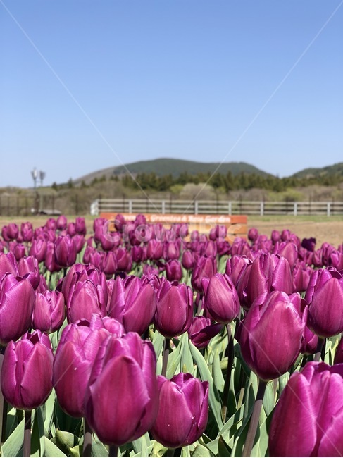 튤립,에코랜드,보라색튤립,꽃,보라,tulip