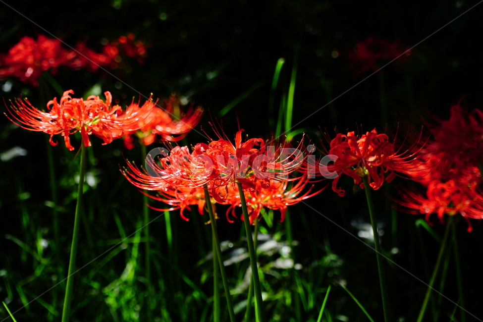 꽃무릇,꽃,식물,플라워,flower,자연,nature,plants,9월,가을,fall,autumn,september,꽃밭,화단,꽃사진,가을꽃,식물,자연,plants,nature,꽃,flower