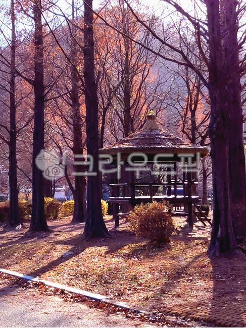 shelter,woodland,nature,tree,vegetation,sperm,small forest,tree trunk,grove,outdoors,treetrunk,autumn,park