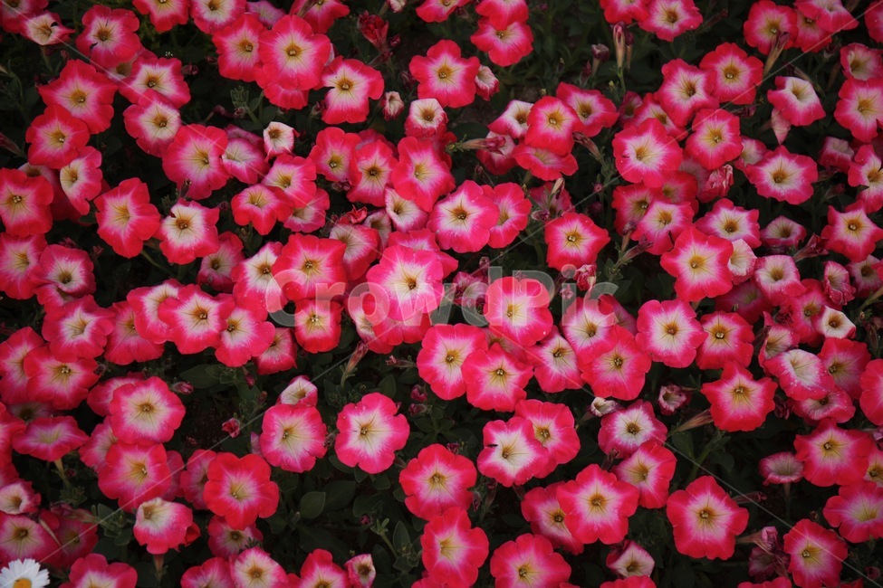 꽃,꽃밭,화훼,플라워,flower,flowergarden