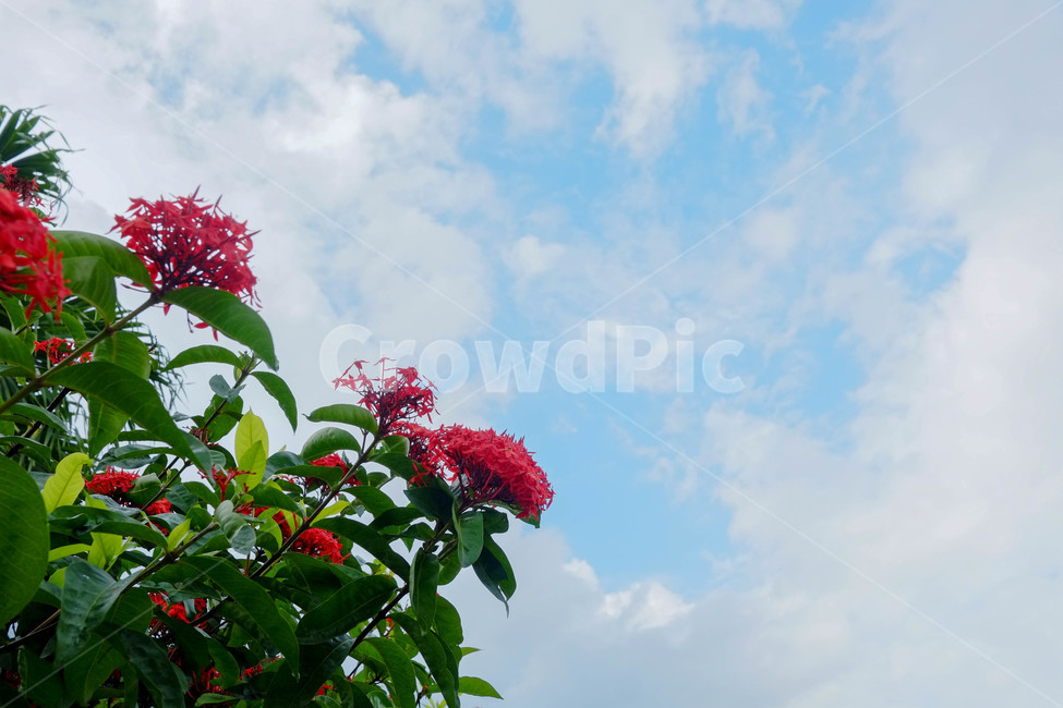 꽃,자연,풍경,하늘,감성,빨간꽃,야생화,식물,자연,plants,nature,꽃,flower