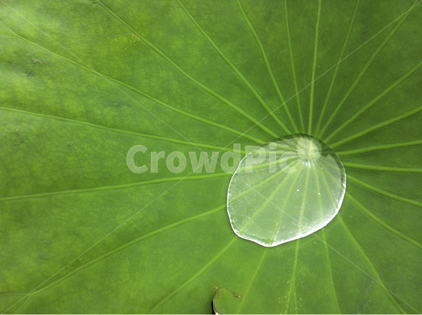 연잎,연잎사귀,물방울,줄기,줄무늬,leaf,water,식물,자연,plants,nature