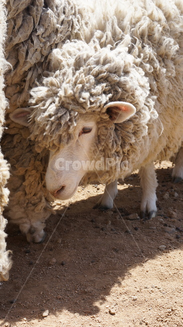 감성사진,눈빛,동물원,sheep,양,animal,동물,mammal,포유류,동물,animal,포유류,mammal