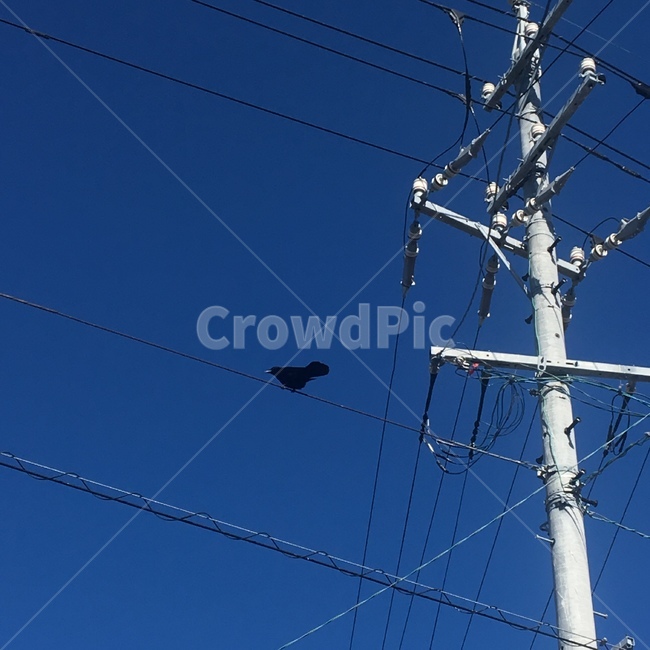 bird,새,animal,동물,전선,까마귀,crow,カラス,파란색,파랑,blue,烏,풍경,하늘,sky,landscape,view