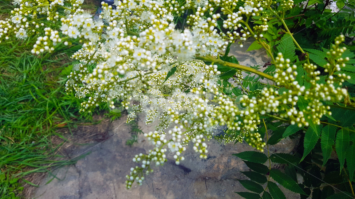 꽃,자연,생물,butterfly,green,식물,풀,흰색꽃,여름,summer,plants,white