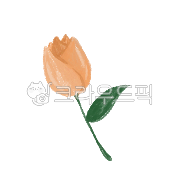 romance,couple,Tulip,valentine,tulip,leaf,One bunch,flower,single,romantic,a flower,apricot colored flowers,stem
