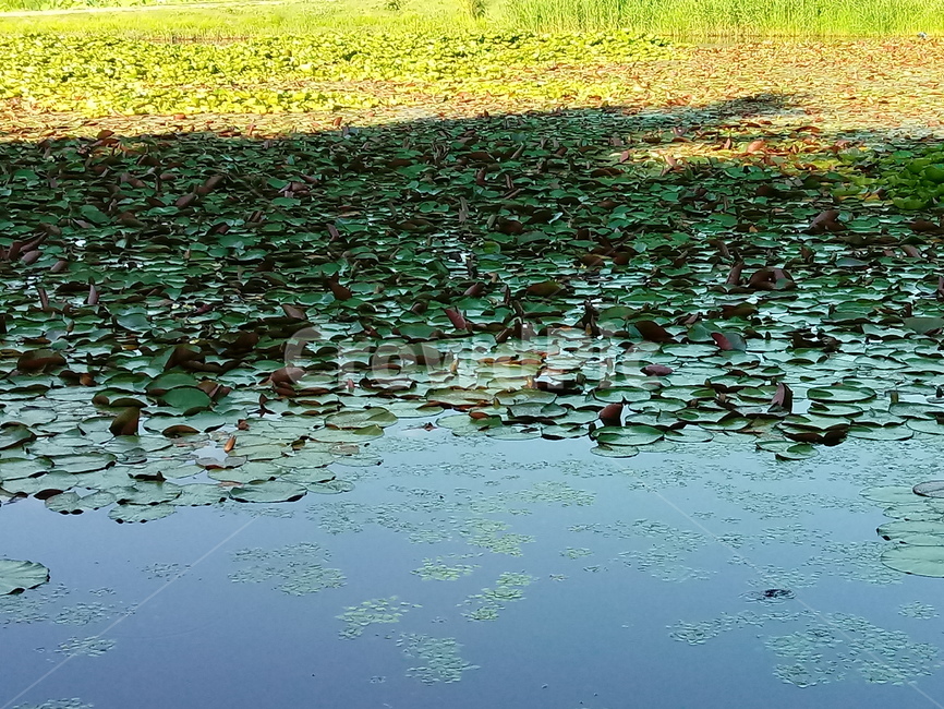 수련,수생식물,waterlily,식물,관상용,연못