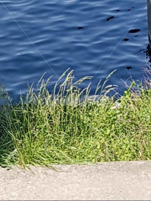 파랑,너울,강변,일렁임,심란,혼돈,식물,자연,plants,nature