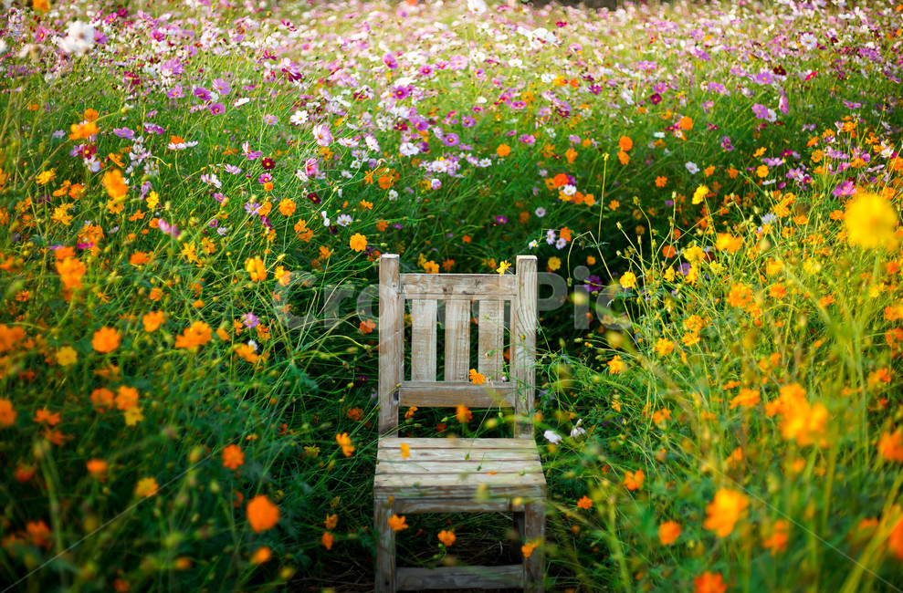 가을,코스모스,공원,꽃,의자,스냅,가을,계절,fall,autumn,season,자연,풍경,nature,landscape,field,들,grassland,목초지,outdoors,옥외