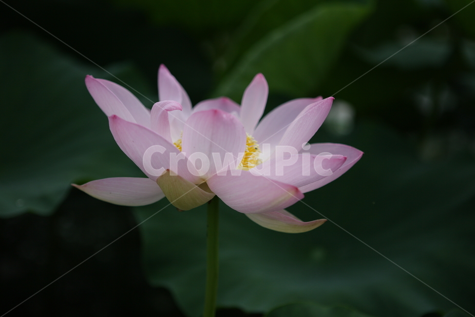 연꽃,연,꽃,관곡지,연꽃테마파크,테마파크