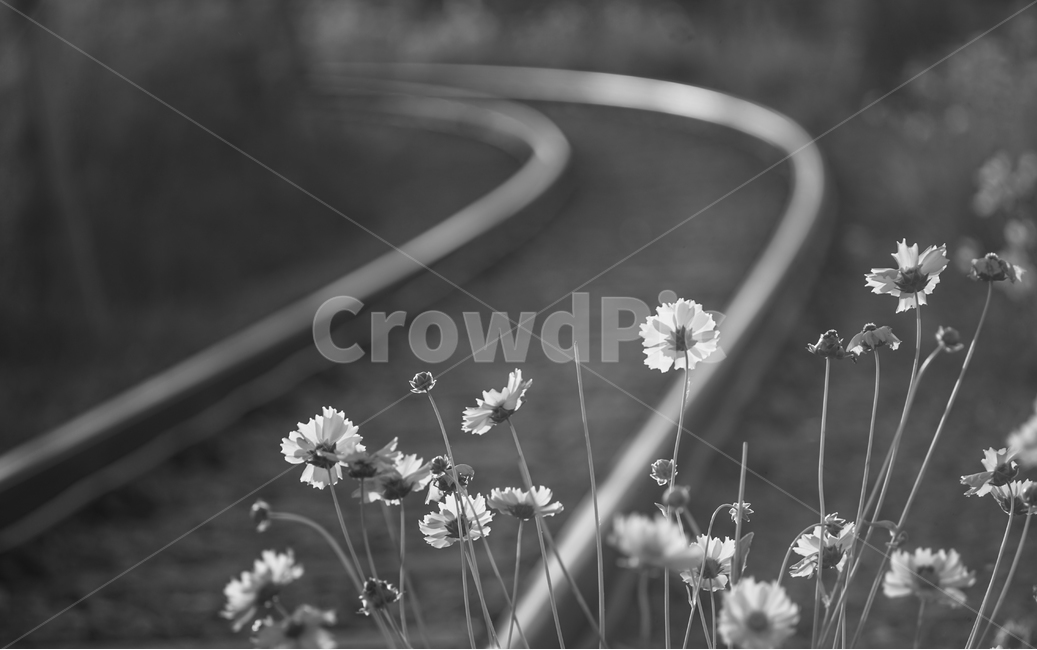 꽃,철길,야생화,저녁빛,레일,자연,들꽃,식물,자연,plants,nature,꽃,flower,흑백,모노톤,monochrome,black and white,교통,교통수단,traffic,transportation