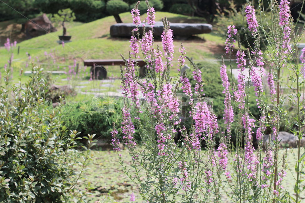 plant,식물,꽃,flower,풀,초목,자연,풍경,nature,landscape