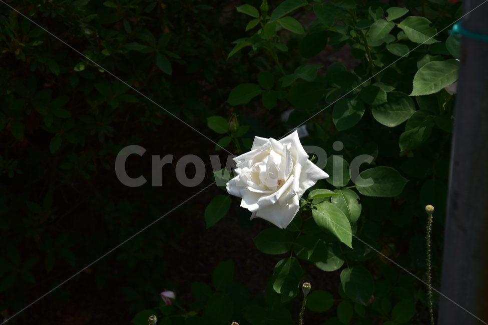 백장미,풍경,사진,자연,식물,식물,자연,plants,nature,꽃,flower