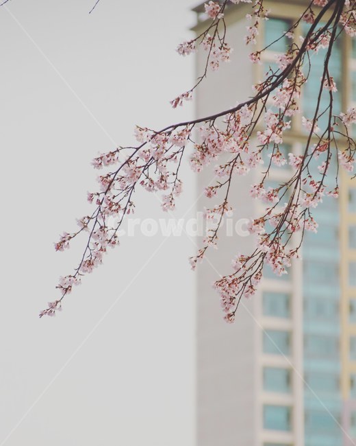 벚꽃,꽃,봄,풍경,배경,봄,계절,spring,season,식물,자연,plants,nature,꽃,flower,plant,blossom