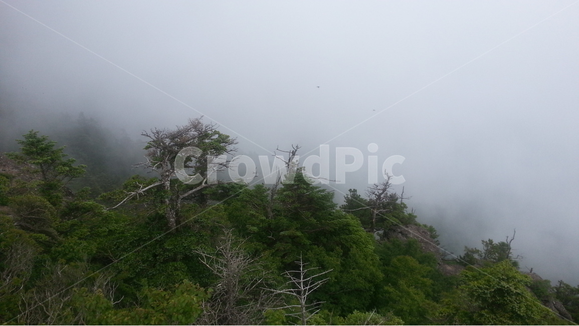 지리산,칠선계곡,운해,몽환적,고사목,자연,풍경,nature,landscape,weather,날씨,outdoors,옥외
