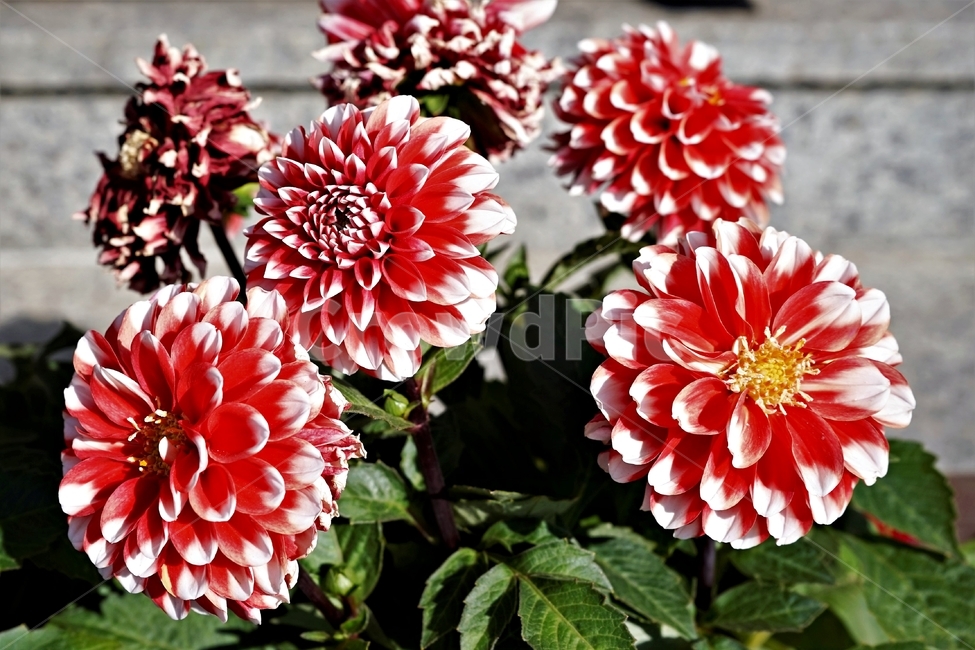 봄,정원,가드닝,원예,원예식물,화려,식물,꽃,garden,scent,healing,bloom,colorful,floral,flower,gardenflowers,happymind,life,nature,plant,spring