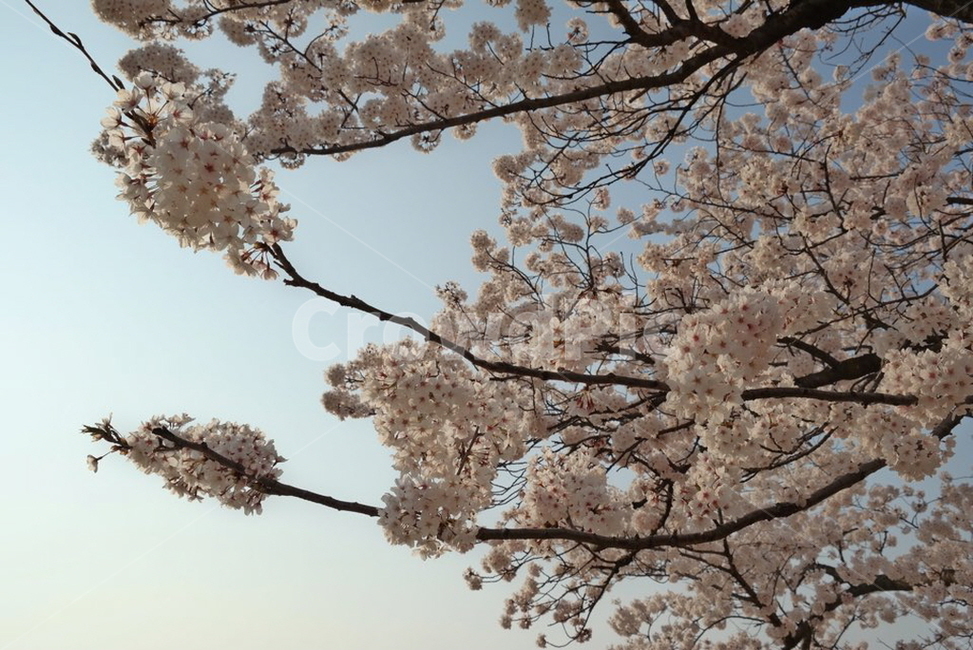 봄,벚꽃,3월,나무,가지,분홍색