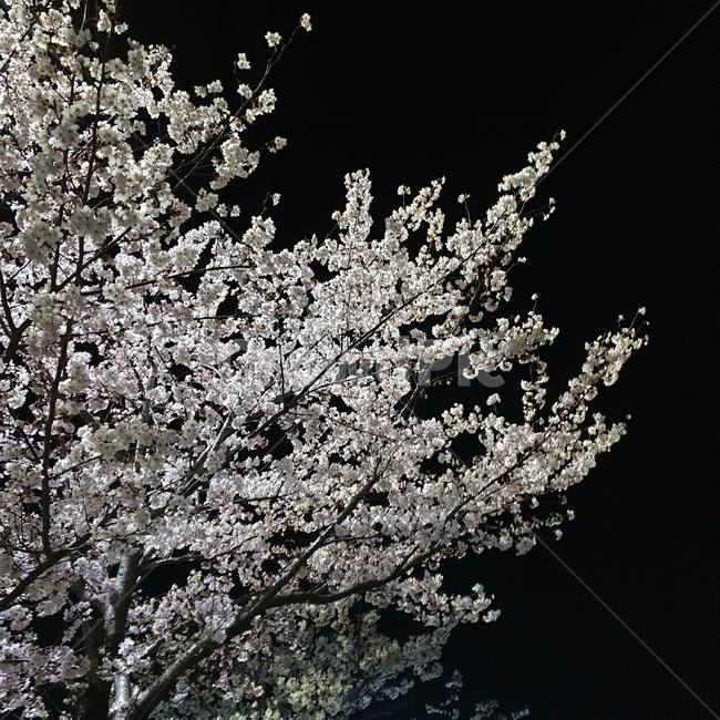 벛꽃,야경,밤,꽃,벚꽃나무,벚나무,봄,계절,spring,season,야경,밤,풍경,nightscape,night,landscape,plant,식물,flower,blossom