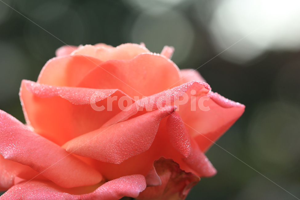 장미,이슬,꽃,rose,dew,flower,식물,자연,plants,nature,꽃,flower,감성,sensible,feeling,색깔,색상,색채,색감,color sense,color sensitivity,feeling of color