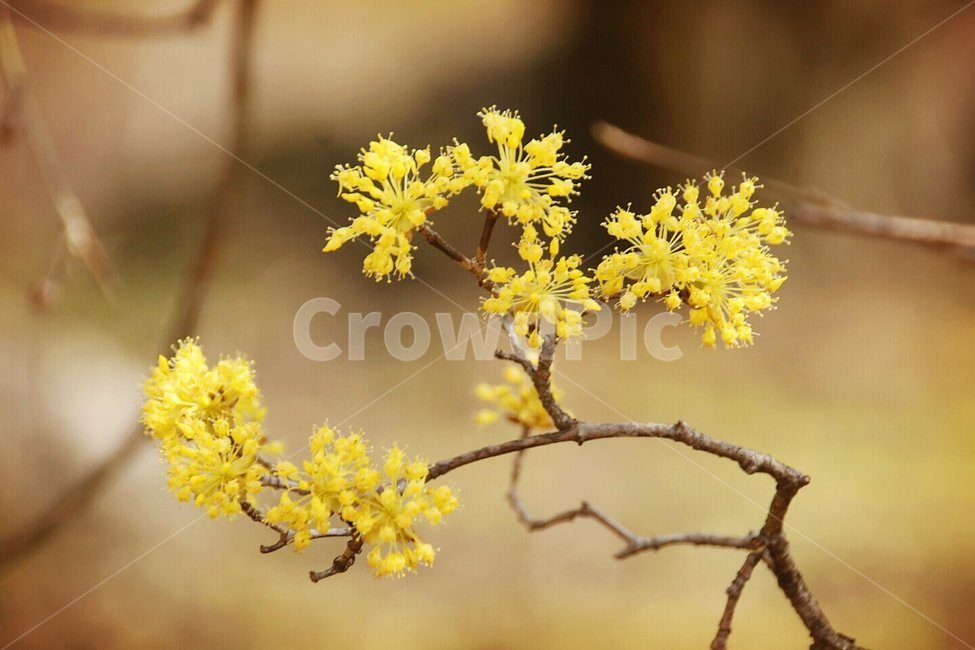 봄,꽃,산수유,노랑,구례,식물,자연,plants,nature,꽃,flower