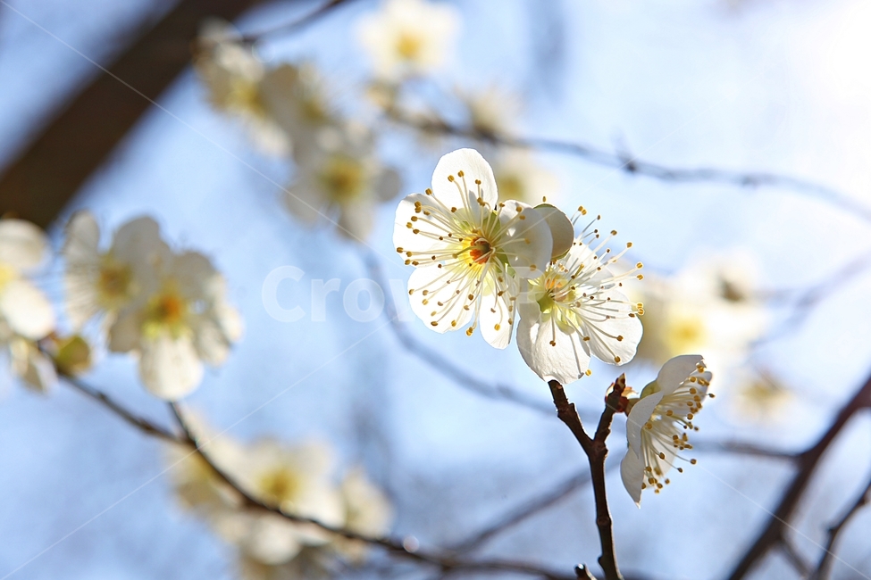 매화꽃,매화,꽃,꽃잎,봄꽃,봄,식물,자연,공원,식물,자연,plants,nature,꽃,flower