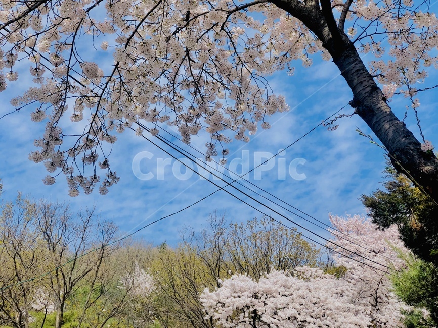 꽃,벚꽃,봄,나무,flower,blossom,cherryblossom,spring,tree,plant,봄,계절,spring,season,식물