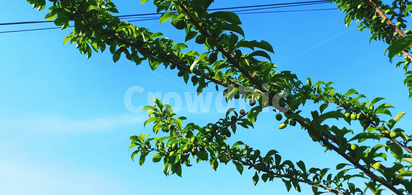 하늘,나뭇잎,햇빛,태양,해,초록나무,tree