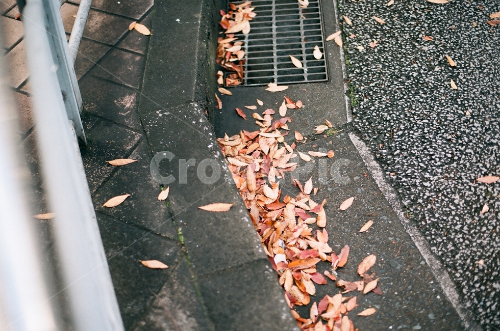 아스팔트,asphalt,길거리,길,낙엽,가을,계절,fall,autumn,season