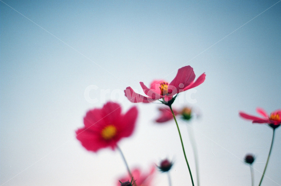 꽃,빨간꽃,분홍꽃,코스모스,가을,가을하늘,가을감성,감성,하늘,가을,계절,fall,autumn,season,식물,자연,plants,nature,꽃,flower,blossom,petal,꽃잎,plant,geranium,제라늄