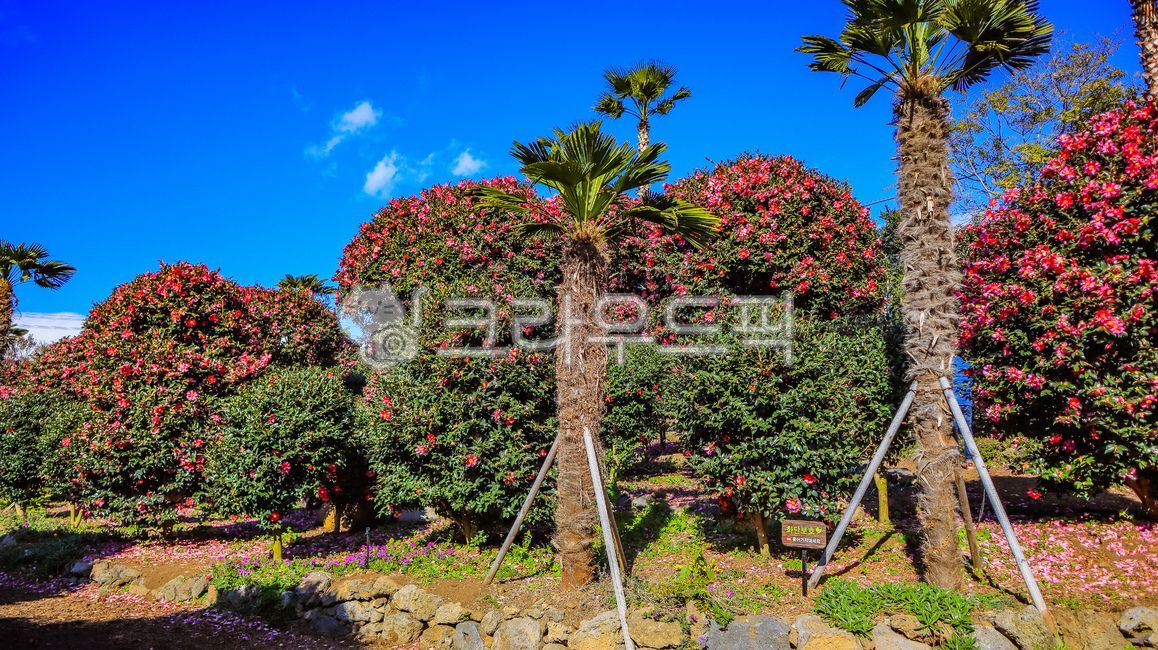 Arboretum,camellia flower,jeju island,Jeju Camellia Arboretum,flower