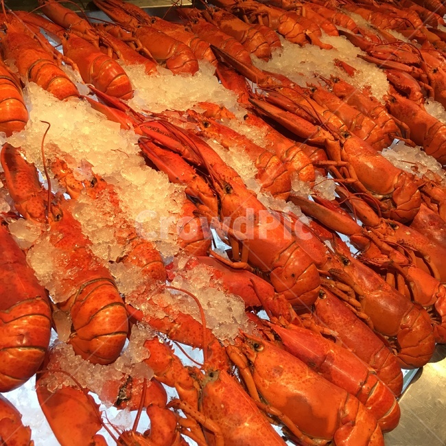 음식,해산물,랍스타,색감,뷔페,음식,식재료,요리,food,cook,meal,dishes,food reserves,수산물,해산물,fishery products,seafood