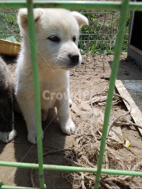 강아지,개,시골개,믹스견,새끼강아지,동물,animal,포유류,mammal,개,강아지,dog,doggy