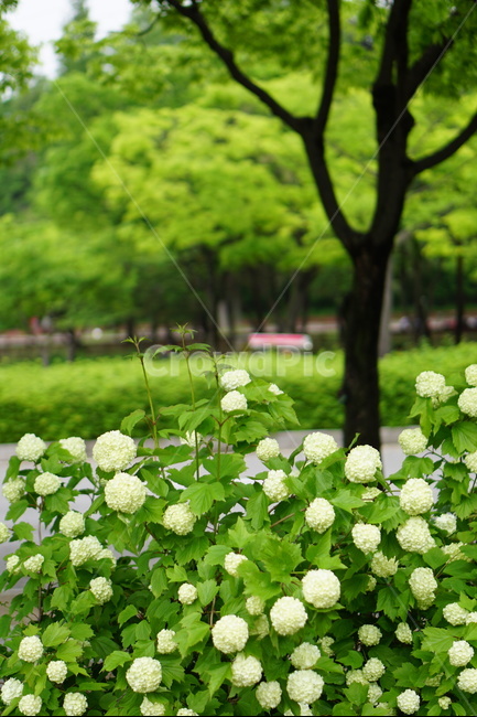 불두화,자연,수국,인천대공원,나무,초록,배경화면,식물,자연,plants,nature,꽃,flower,나무,trees,wood