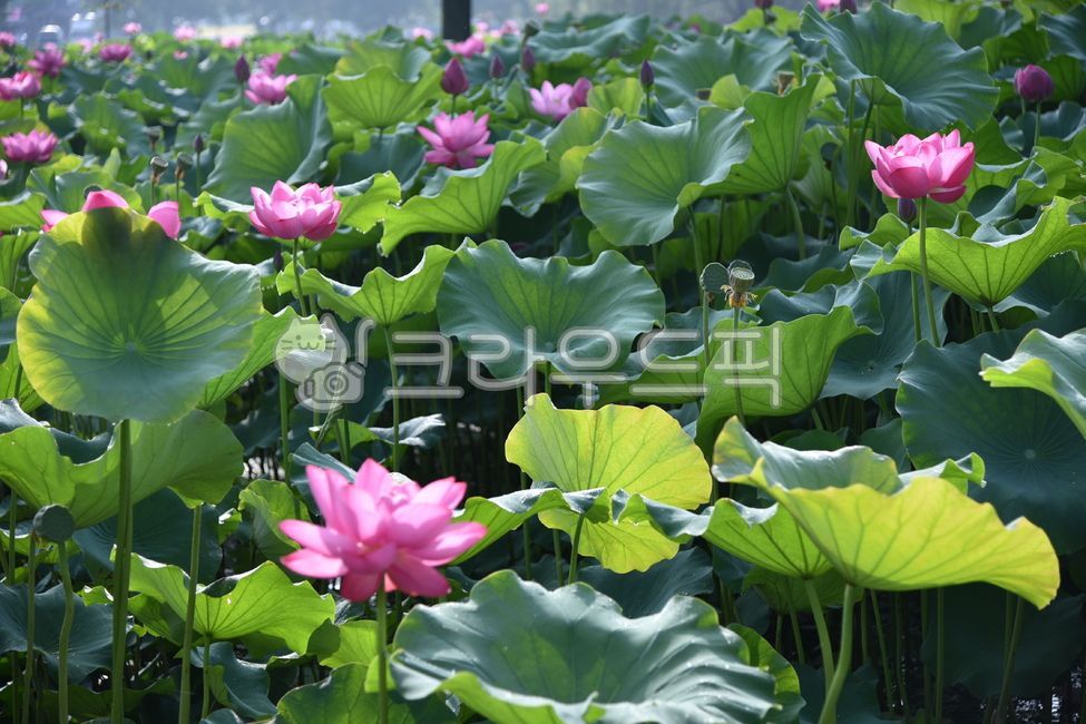 꽃,연꽃,자연,식물,배경