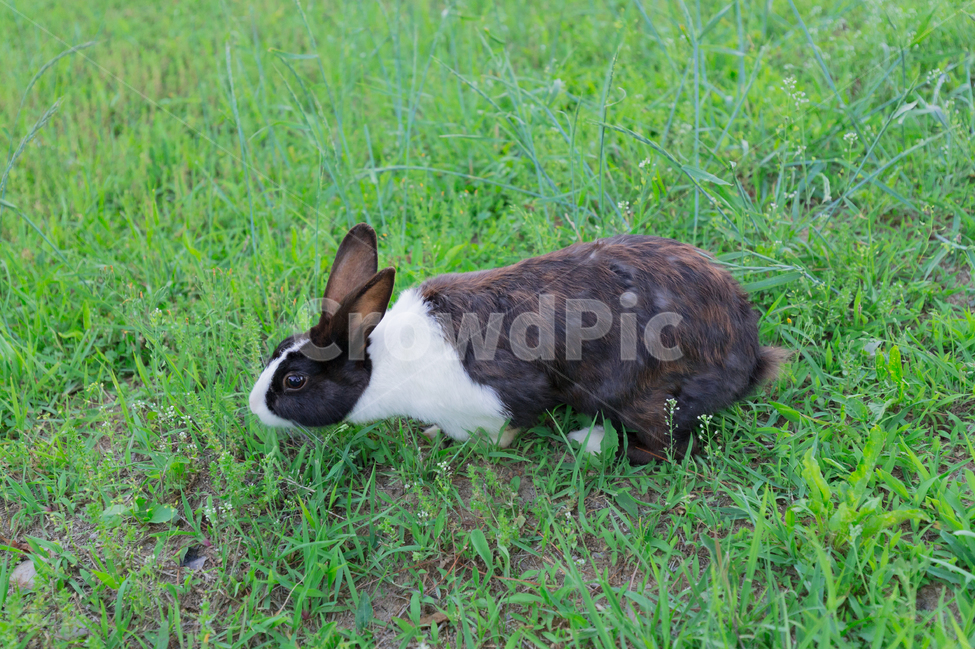 공원,토끼,잔디,초록,동물,풍경사진,동물사진,동물,animal,포유류,mammal