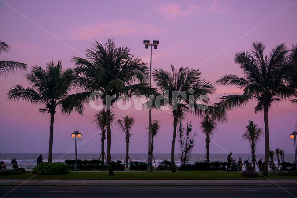핑크,보라,야자수,나무,해질녁,일몰,자연,풍경,nature,landscape,색깔,색상,색채,색감,color sense,color sensitivity,feeling of color,plant,식물,palm tree,tree