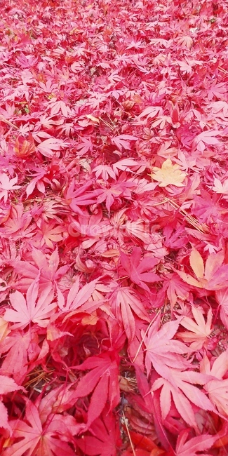 plant,식물,leaf,잎,tree,나무,maple,단풍,낙엽,가을,자연,풍경